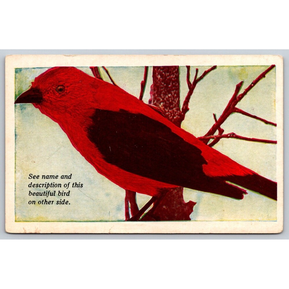 Postcard Scarlet Tanager Bird Red Black Meredith Publications Pictures c1920s